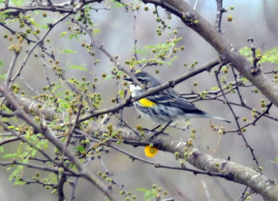 221cooks_073yellowrumped.jpg