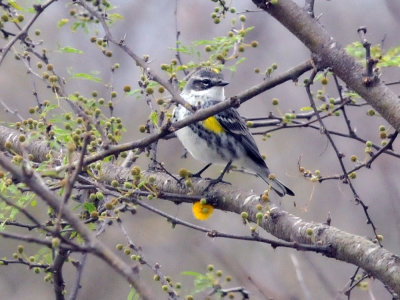 221cooks_074yellowrumped.jpg
