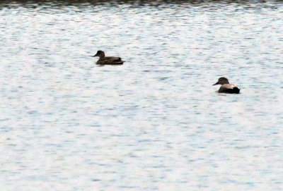 221cooks_087gadwall.jpg