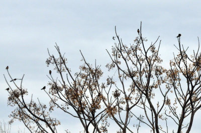 221cooks_104swallows.jpg
