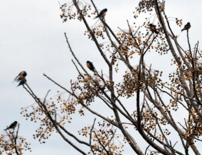 221cooks_108swallows.jpg