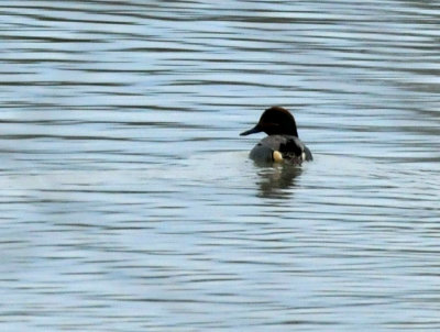 221cooks_139greenwingedteal.jpg