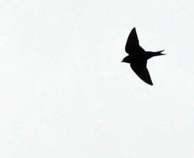 221cooks_146barnswallow.jpg