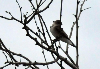 221cooks_177swallow.jpg