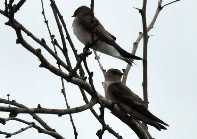 221cooks_191swallow.jpg