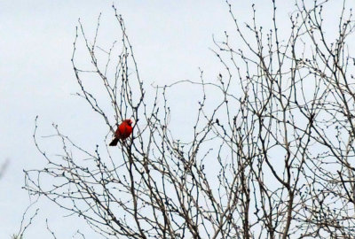 221cooks_226ncardinal.jpg