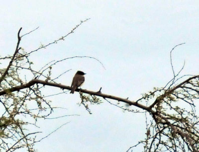 221cooks_229easternphoebe.jpg
