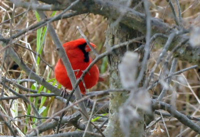 221cooks_302ncardinal.jpg