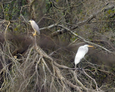221cooks_353BCNHGreatEgret.jpg