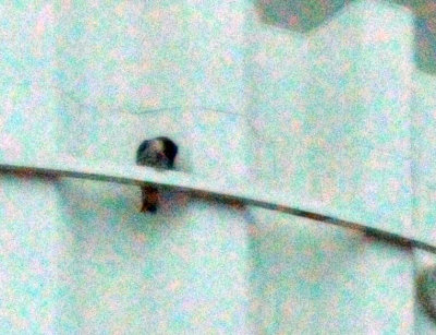 222peregrine_005peregrine_falcon_Falco_peregrinus.jpg