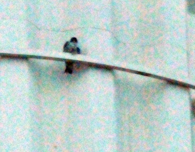 222peregrine_008peregrine_falcon_Falco_peregrinus.jpg