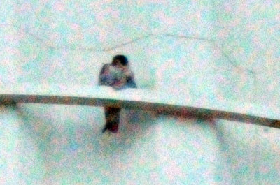 222peregrine_012peregrine_falcon_Falco_peregrinus.jpg
