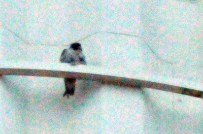 222peregrine_015peregrine_falcon_Falco_peregrinuszzzzzzzz.jpg