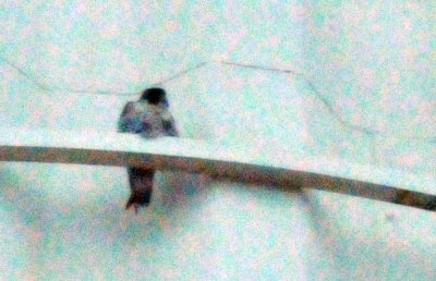 222peregrine_016peregrine_falcon_Falco_peregrinus.jpg