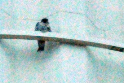 222peregrine_017peregrine_falcon_Falco_peregrinus.jpg