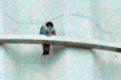 222peregrine_018peregrine_falcon_Falco_peregrinus.jpg