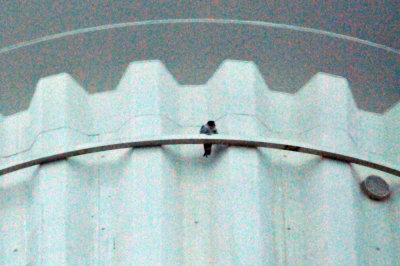 222peregrine_022peregrine_falcon_Falco_peregrinus.jpg