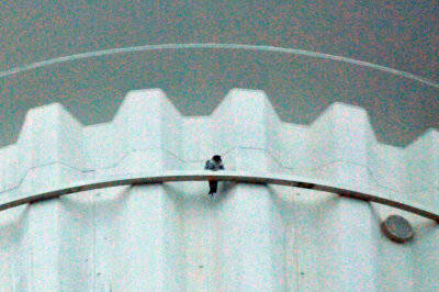 222peregrine_024peregrine_falcon_Falco_peregrinus.jpg