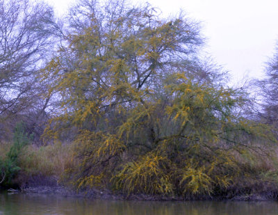 222cooks_016huisache.jpg