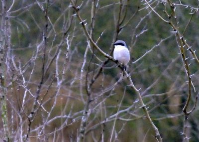 222cooks_053loggerheadshrike_copy.jpg