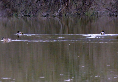 222cooks_085greenwingedteal.jpg