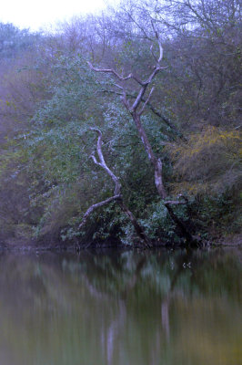 222cooks_109magictree.jpg