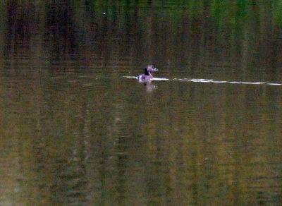 222cooks_124piedbillgrebe.jpg