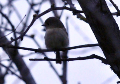 222cooks_145huttonsvireo.jpg