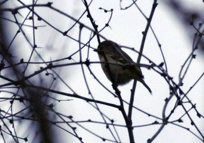 222cooks_148huttonsvireo.jpg