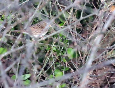 223cooks_025swampsparrow.jpg