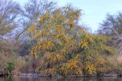 223cooks_040huisache.jpg