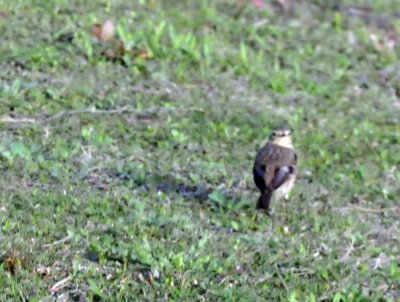 223cooks_041americanpipit.jpg