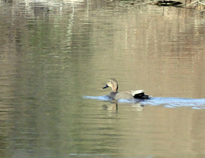 223cooks_044gadwall.jpg