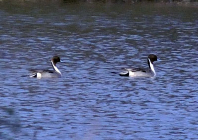 223cooks_049northernpintail.jpg