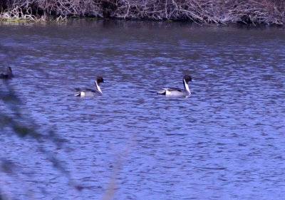 223cooks_050northerbpintail.jpg