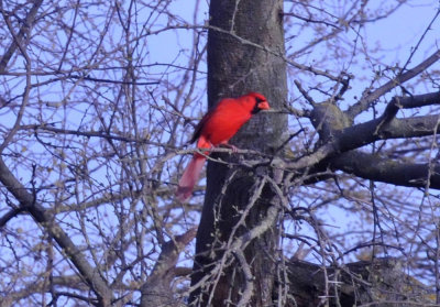 223cooks_060northerncardinal.jpg