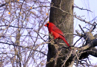 223cooks_064cardinal.jpg