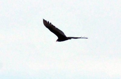 223cooks_065turkeyvulture.jpg
