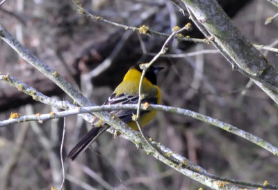 223cooks_085audubonsoriole.jpg