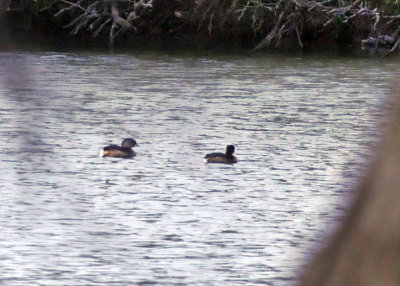 223cooks_152piedbillcoot.jpg