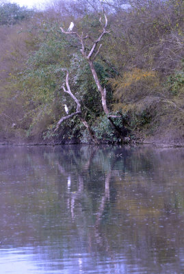 223cooks_162magictree.jpg