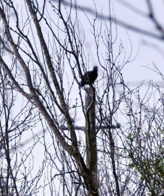 223cooks_173blackvulture.jpg