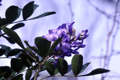 223cooks_203texasmountainlaurel.jpg