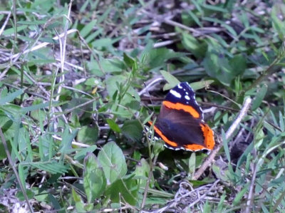 223cooks_205redadmiral.jpg
