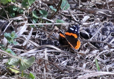 223cooks_222redadmiral.jpg