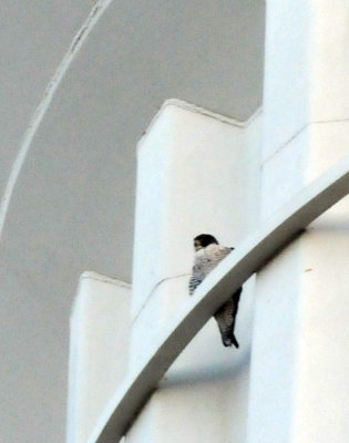 224peregrine_059peregrine_falcon_Falco_peregrinus715.jpg
