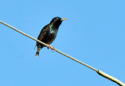 224cookscounty_001europeanstarling.jpg