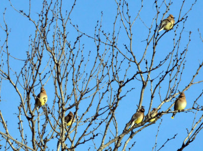 224cookscounty_006cedarwaxwings.jpg