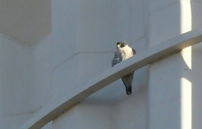 224cookscounty_015PeregrineFalcon.jpg