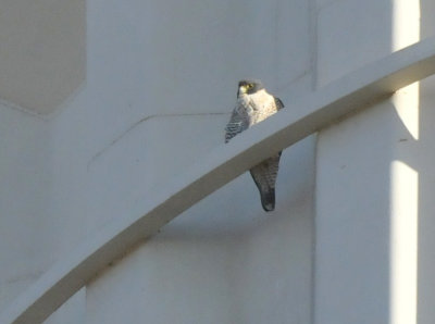 224cookscounty_017PeregrineFalcon.jpg